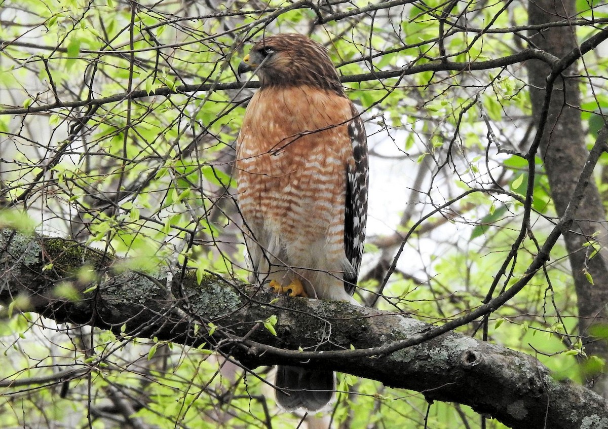 Red-shouldered Hawk - ML616295878