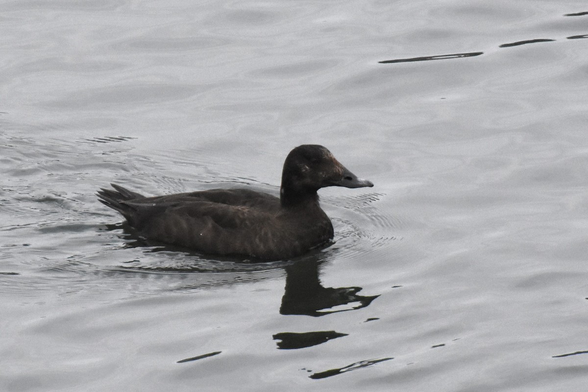 White-winged Scoter - ML616295906