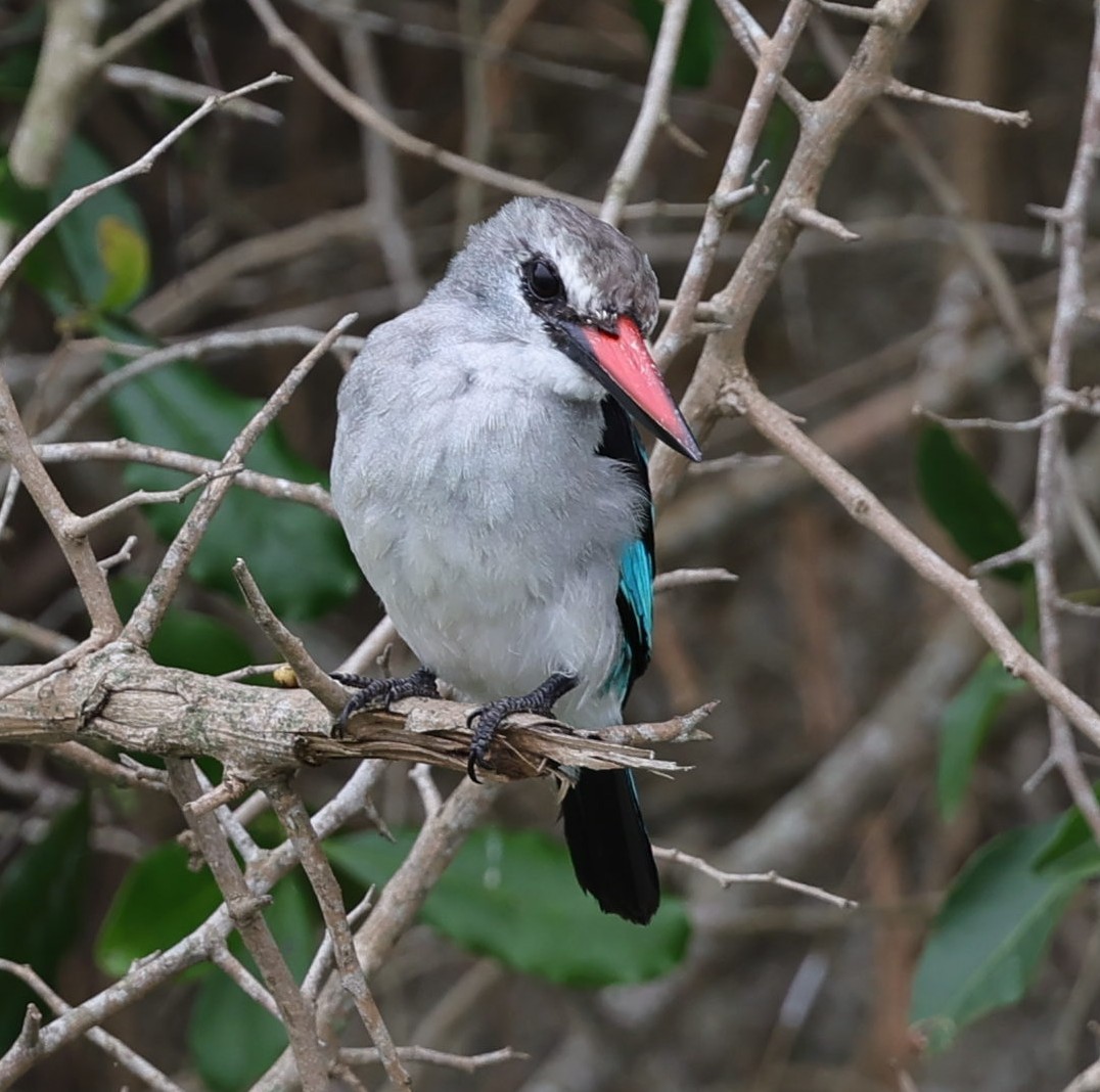 Woodland Kingfisher - Maciej  Kotlarski