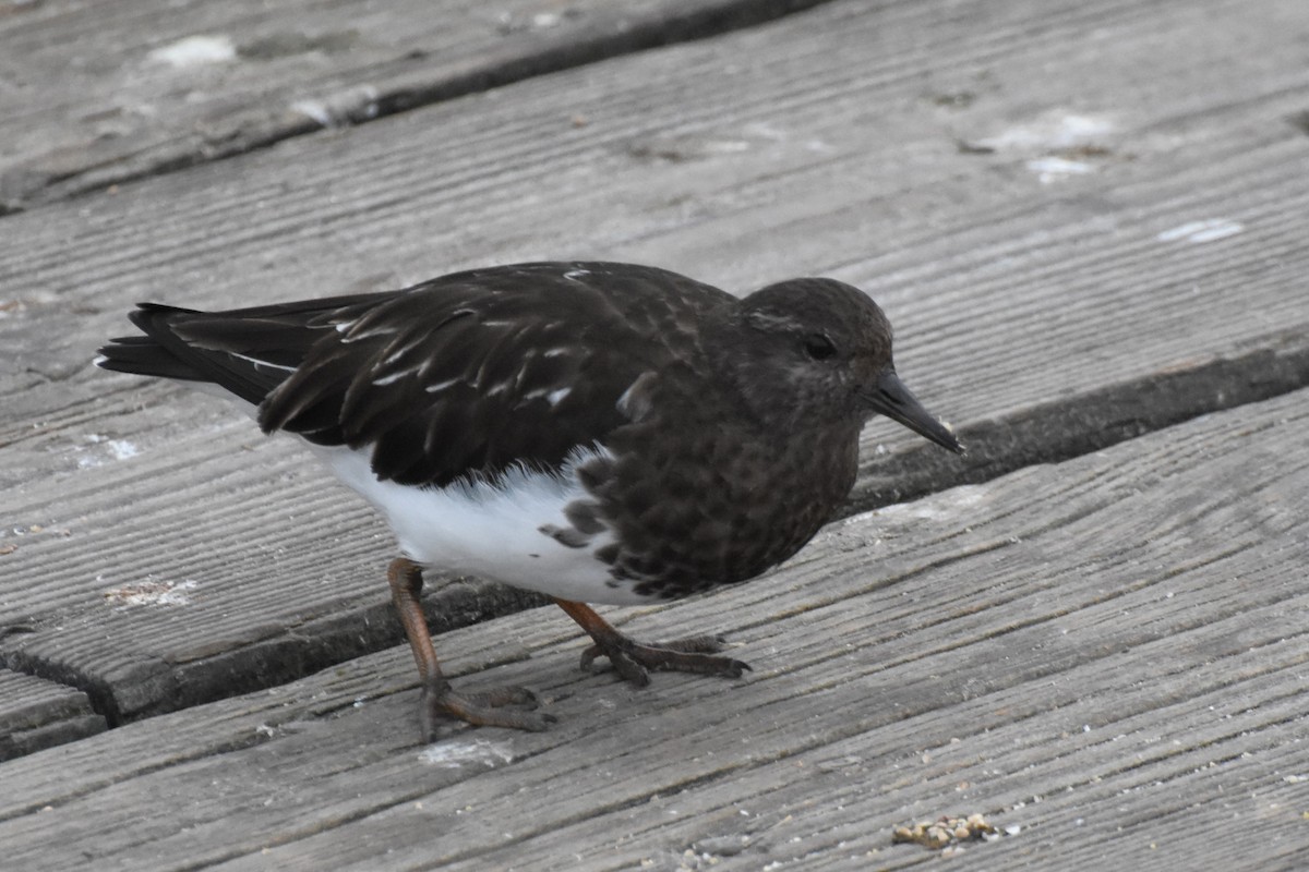 Black Turnstone - ML616296029