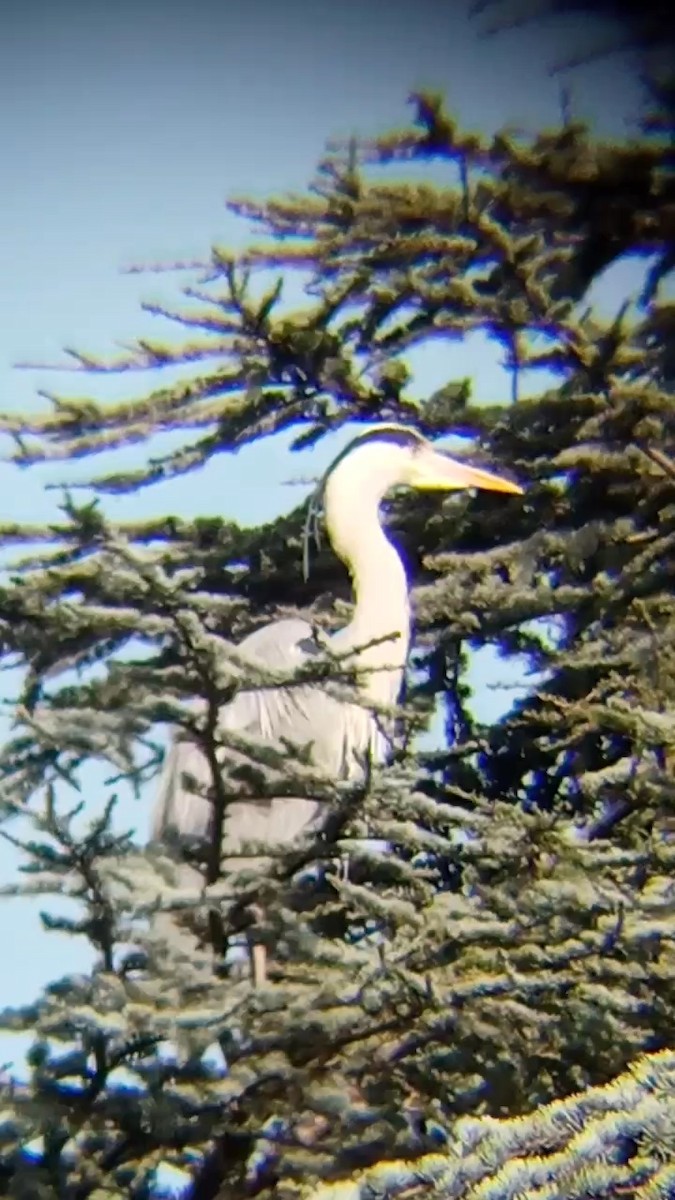 Gray Heron - Laurent Pascual-Le Tallec