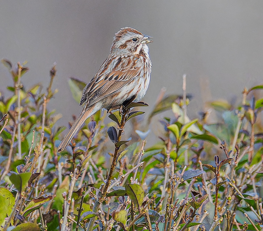 Song Sparrow - ML616296164