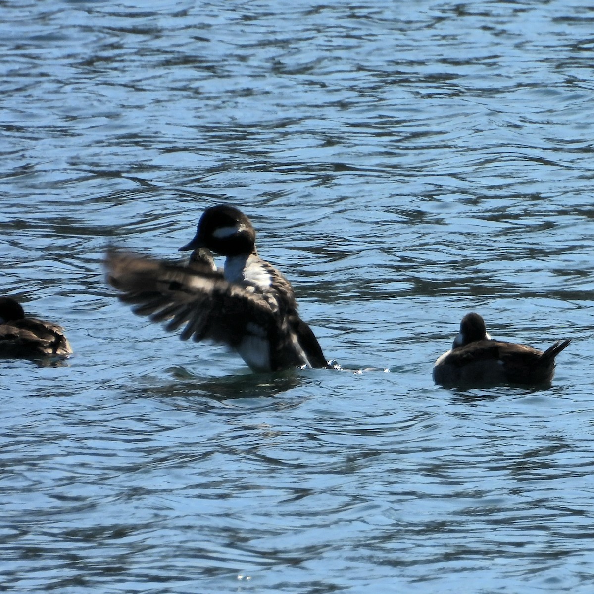 Bufflehead - Till Dohse