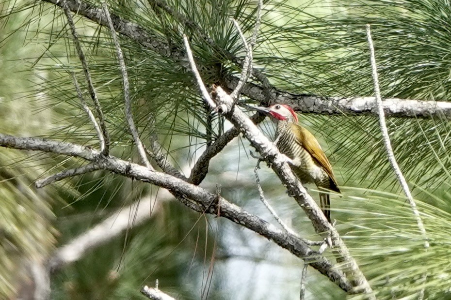 Golden-olive Woodpecker - ML616296180