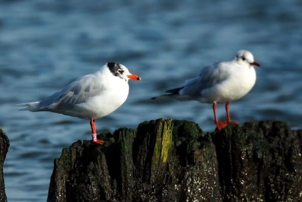 Mediterranean Gull - ML616296201