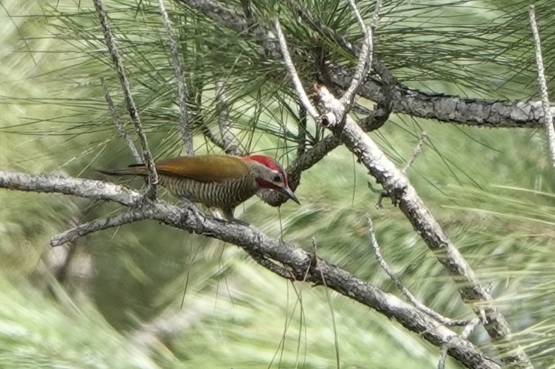 Golden-olive Woodpecker - ML616296244