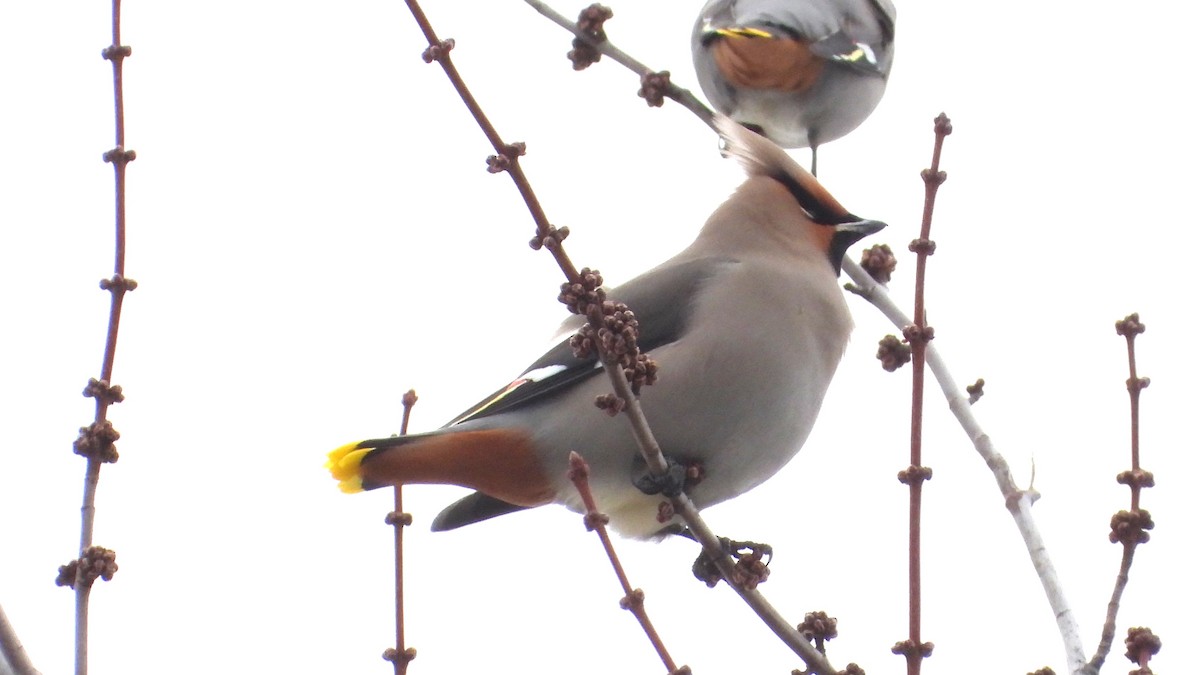 Bohemian Waxwing - ML616296251