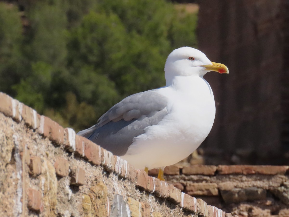 Yellow-legged Gull - Tomáš Turecki