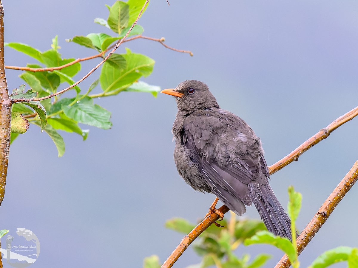 Great Thrush - ML616296326