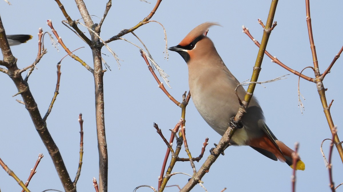 Bohemian Waxwing - ML616296336