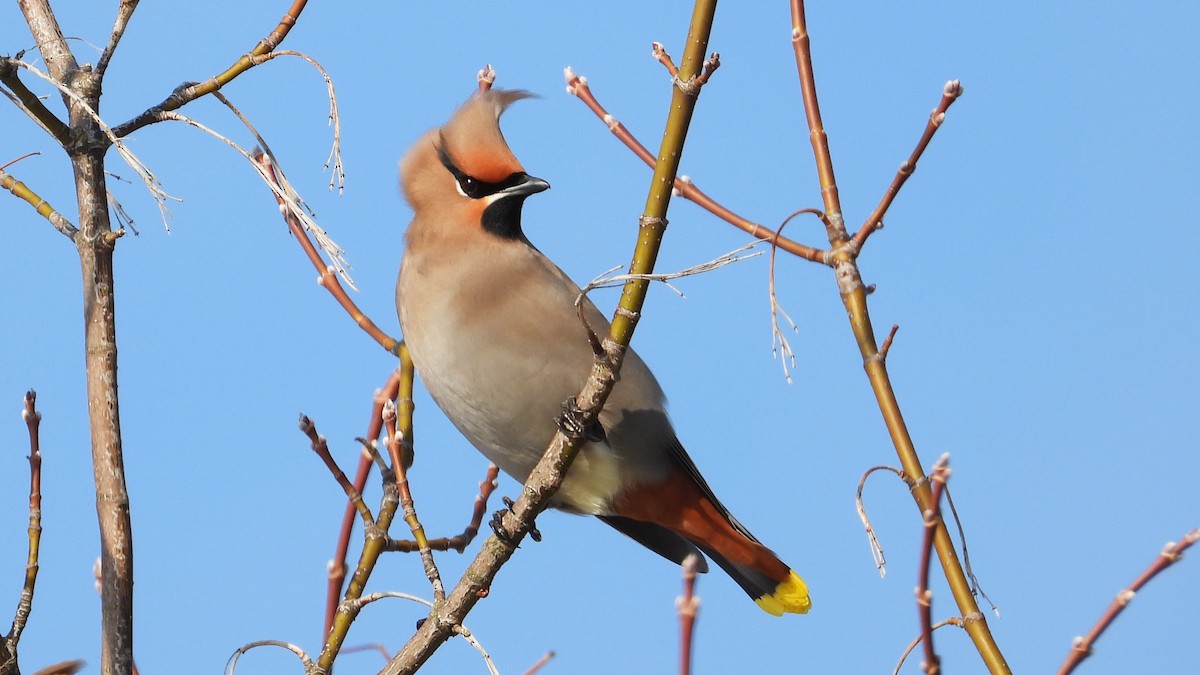 Bohemian Waxwing - ML616296342