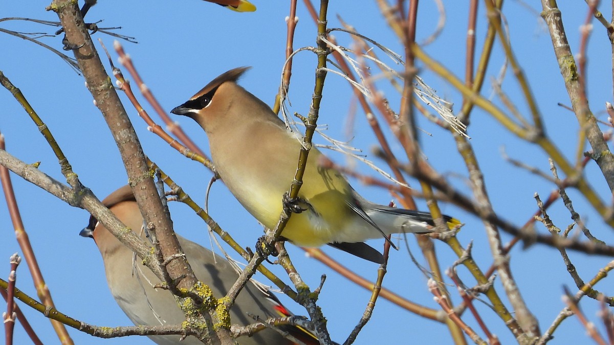 Cedar Waxwing - ML616296350