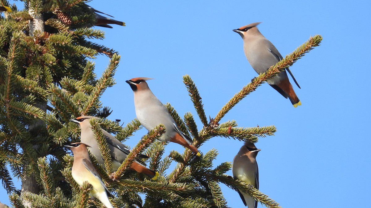 Bohemian Waxwing - ML616296359