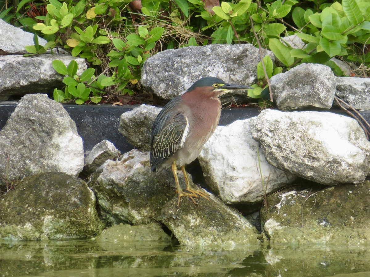 Green Heron - ML616296388