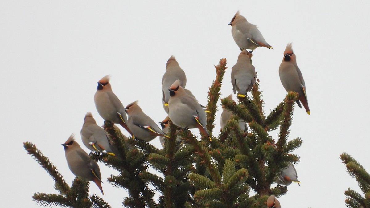 Bohemian Waxwing - ML616296467