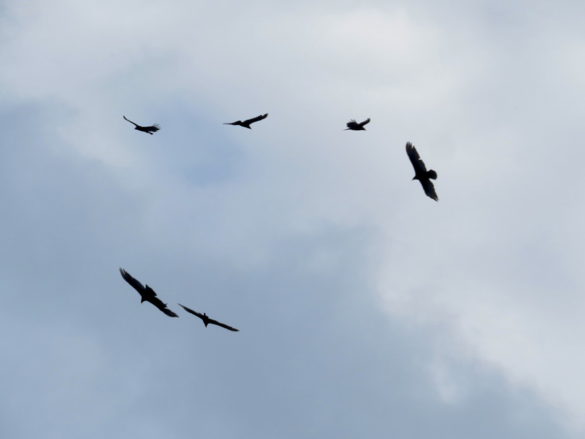 Turkey Vulture - ML616296494