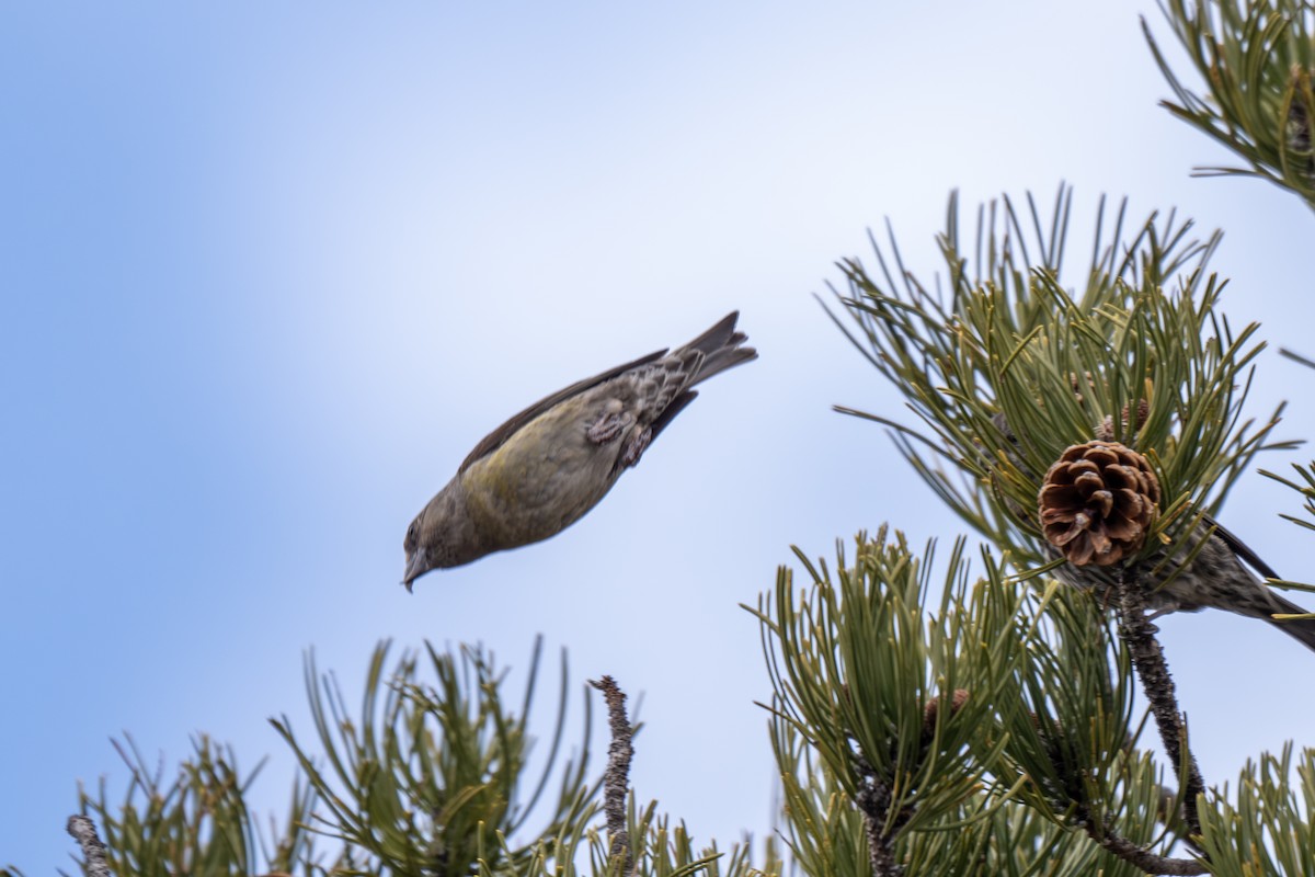 Red Crossbill (Cyprus) - Holger Köhler