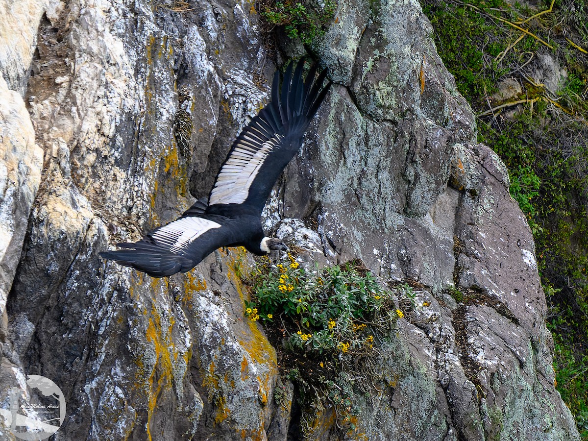 Andean Condor - Alex Molina