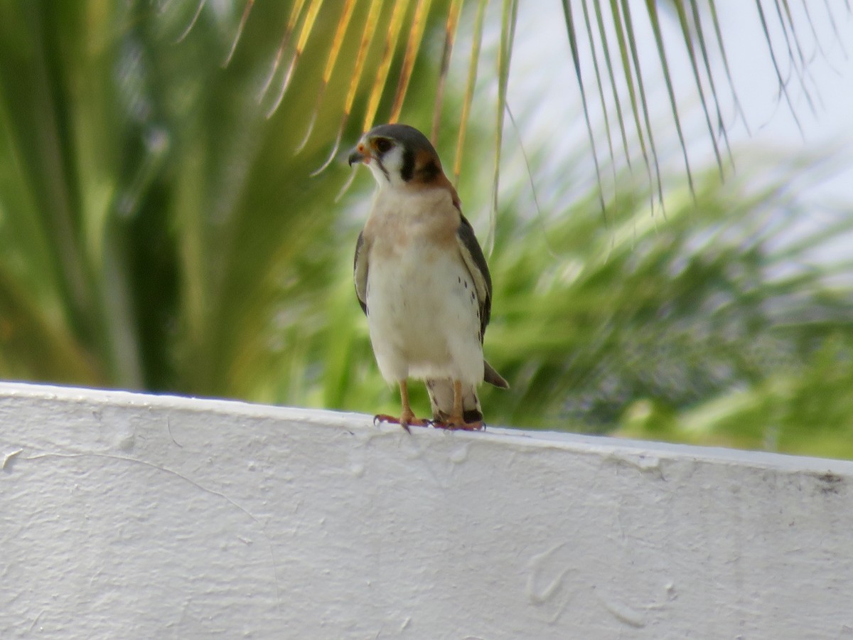 American Kestrel - ML616296536