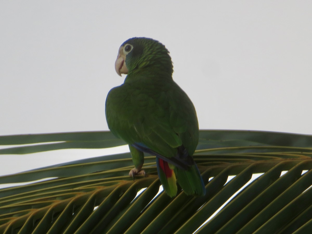 Hispaniolan Parrot - ML616296550