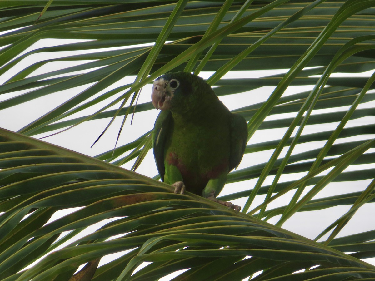 Hispaniolan Parrot - ML616296551
