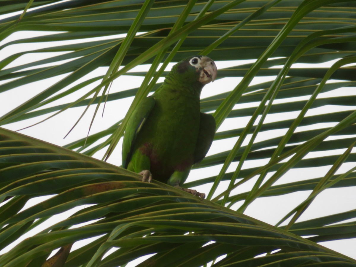Hispaniolan Parrot - ML616296552