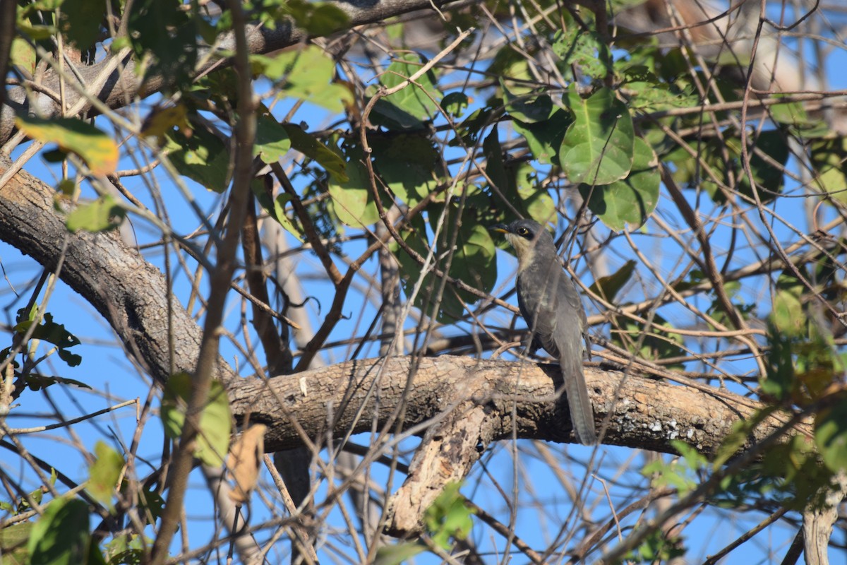 Mangrove Cuckoo - ML616296558
