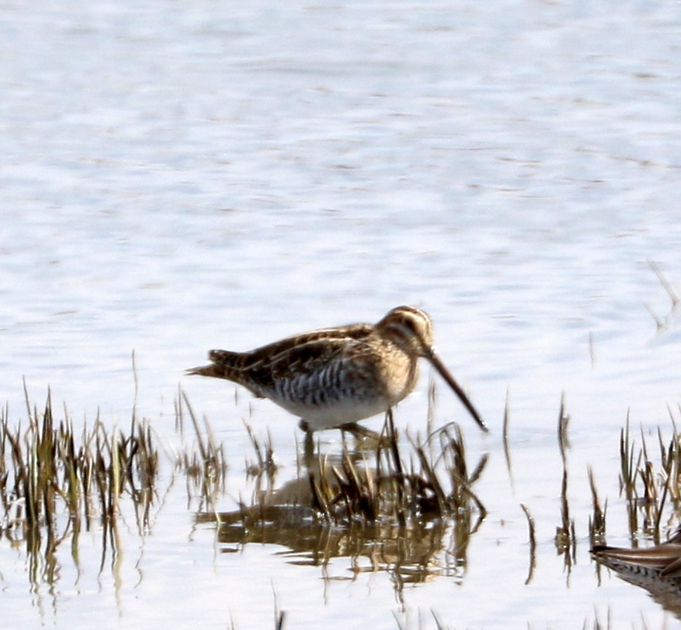 Long-billed Dowitcher - ML616296574