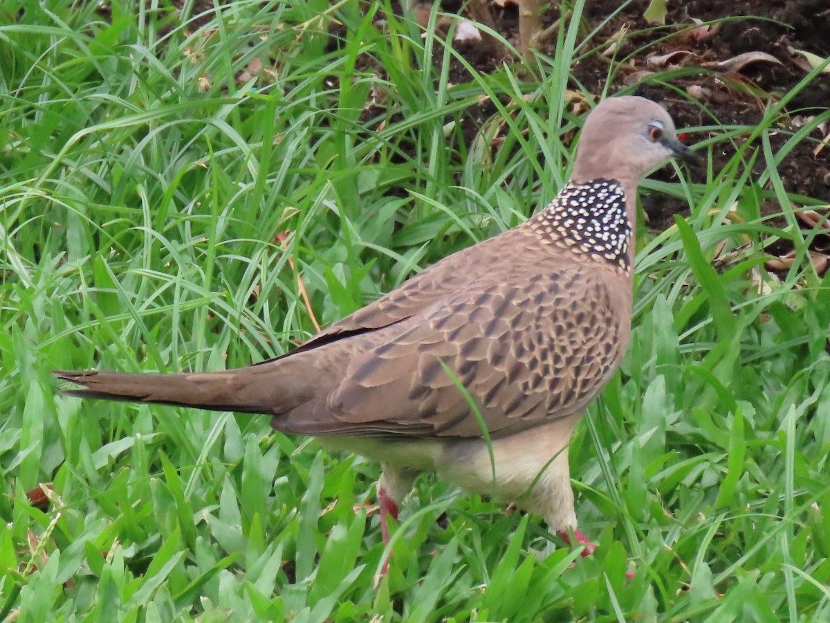 Spotted Dove - ML616296580