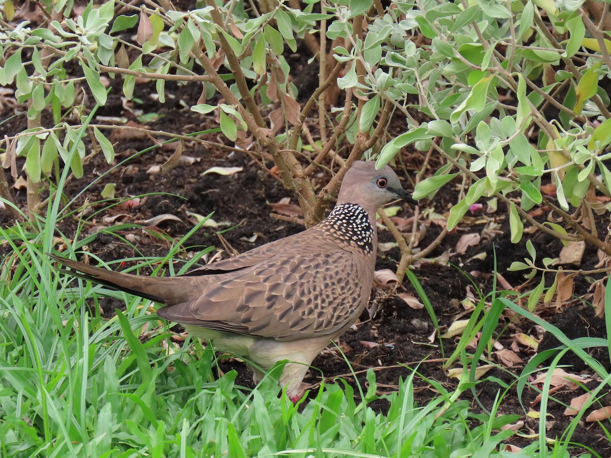 Spotted Dove - ML616296583