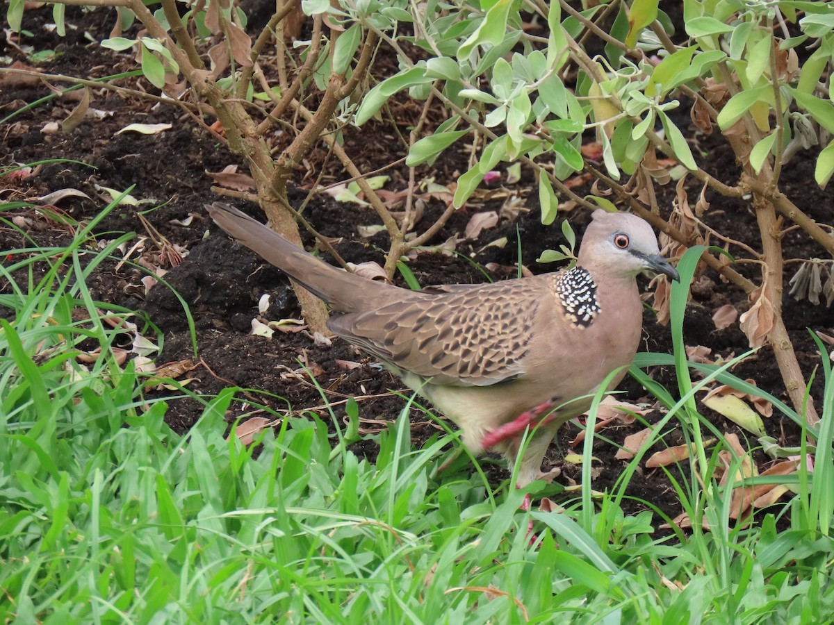 Spotted Dove - ML616296584