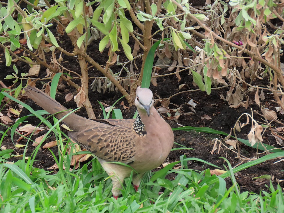 Spotted Dove - ML616296585