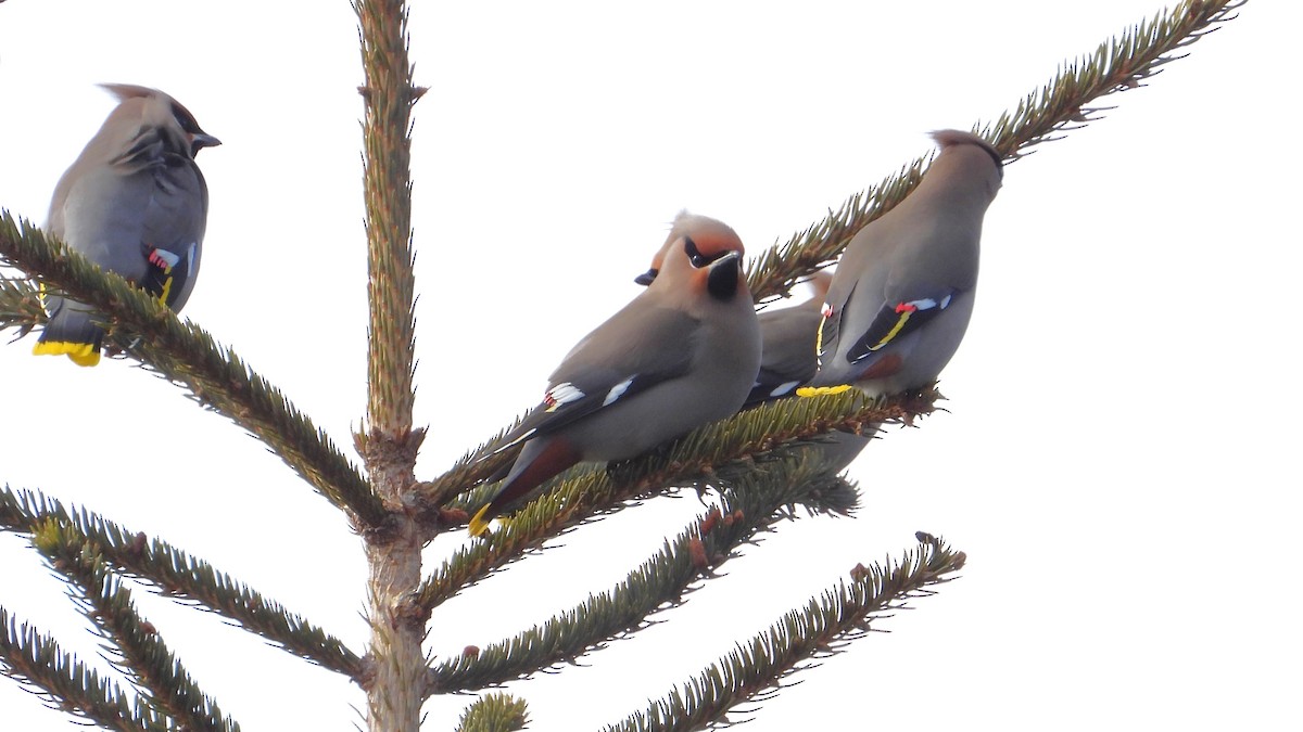 Bohemian Waxwing - ML616296594