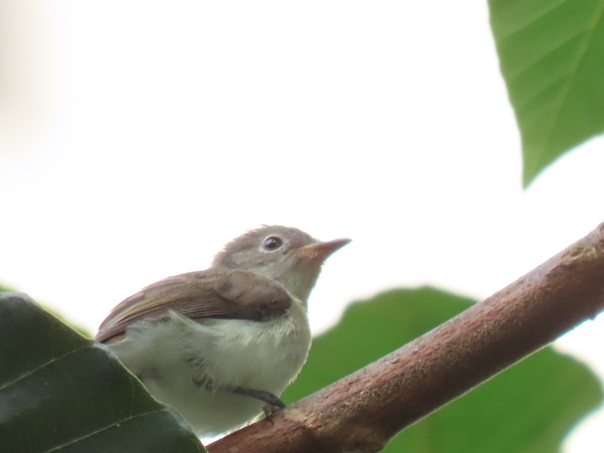 Asian Brown Flycatcher - ML616296602