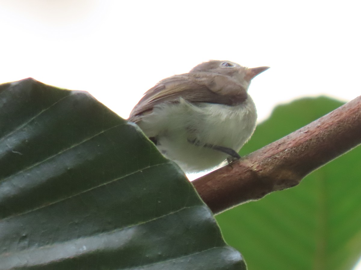 Asian Brown Flycatcher - ML616296603