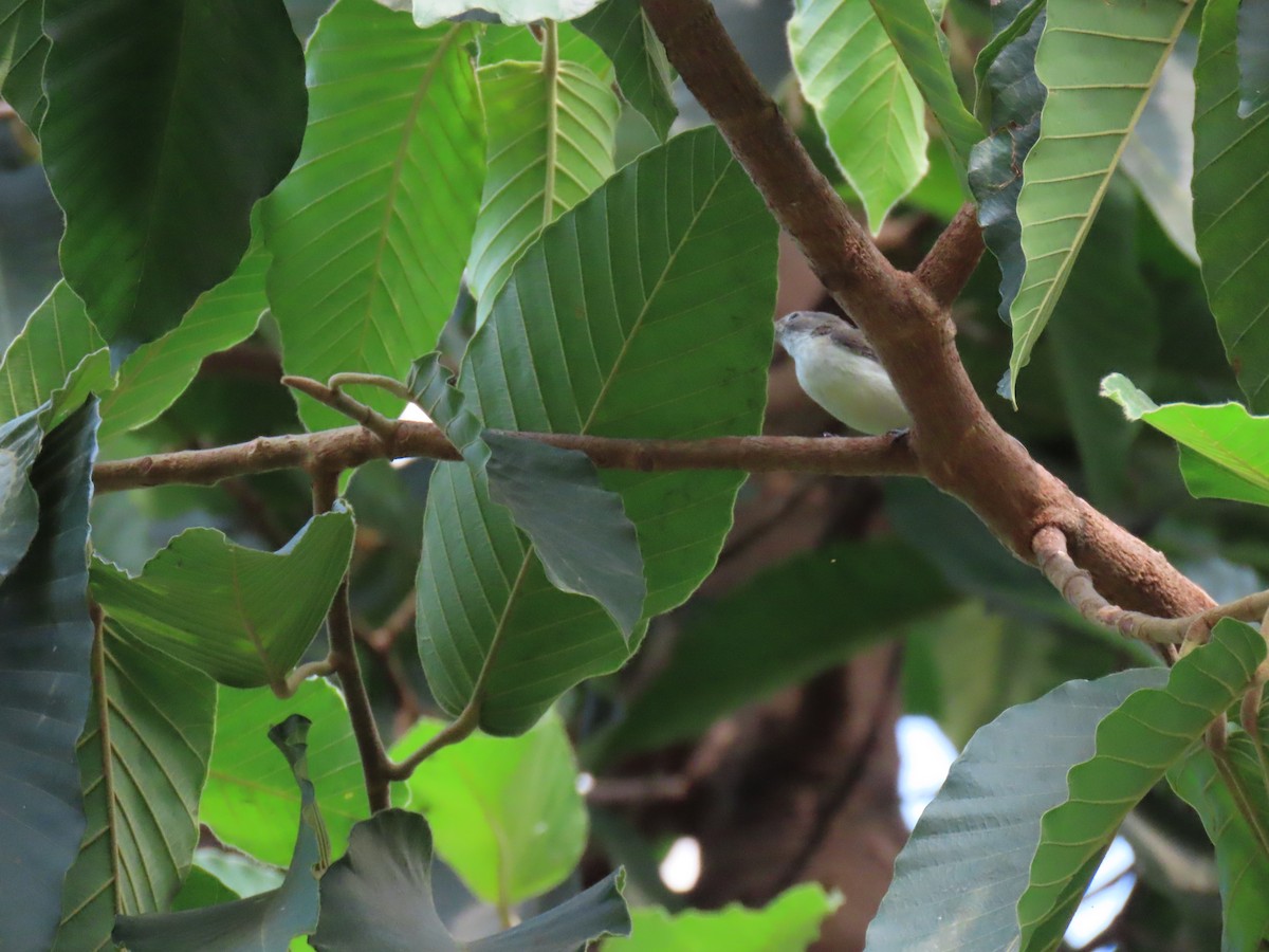 Asian Brown Flycatcher - ML616296604