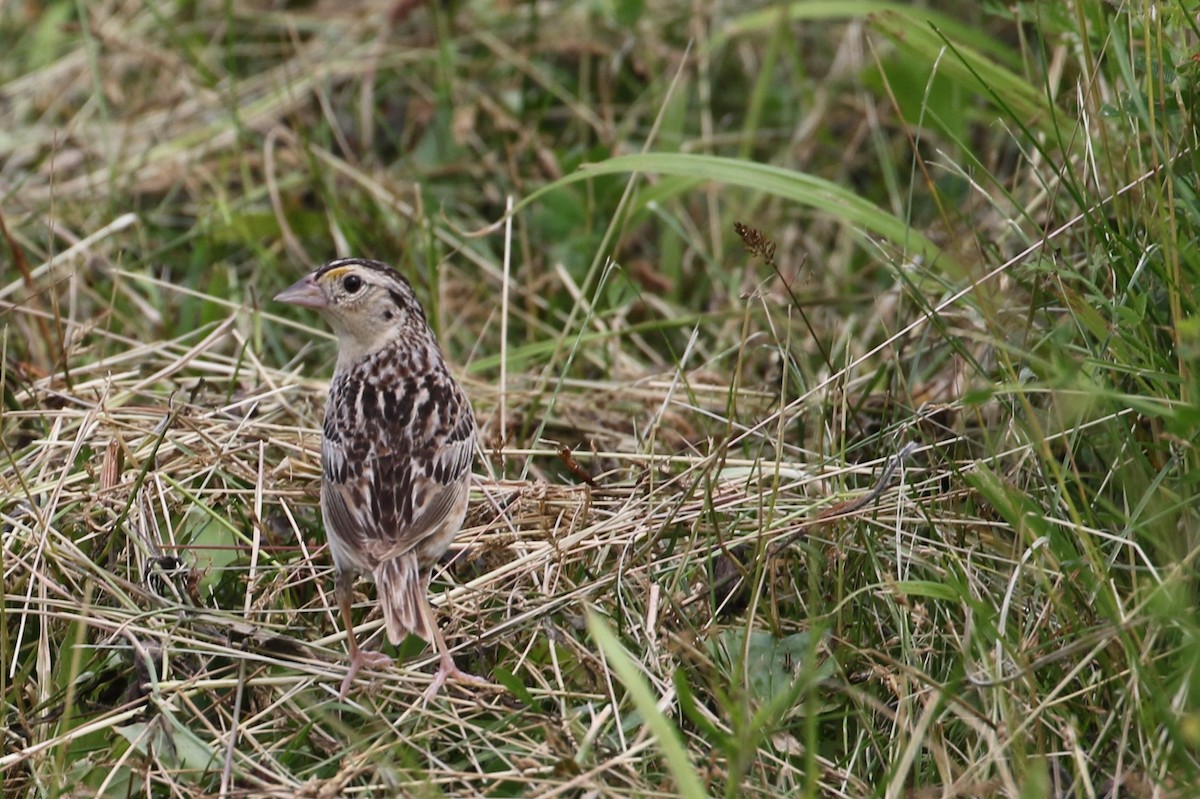 Grasshopper Sparrow - ML61629661