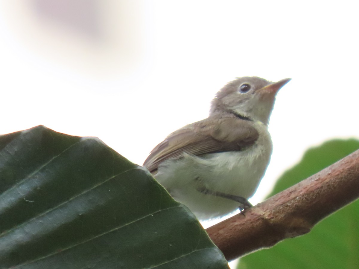 Asian Brown Flycatcher - ML616296612