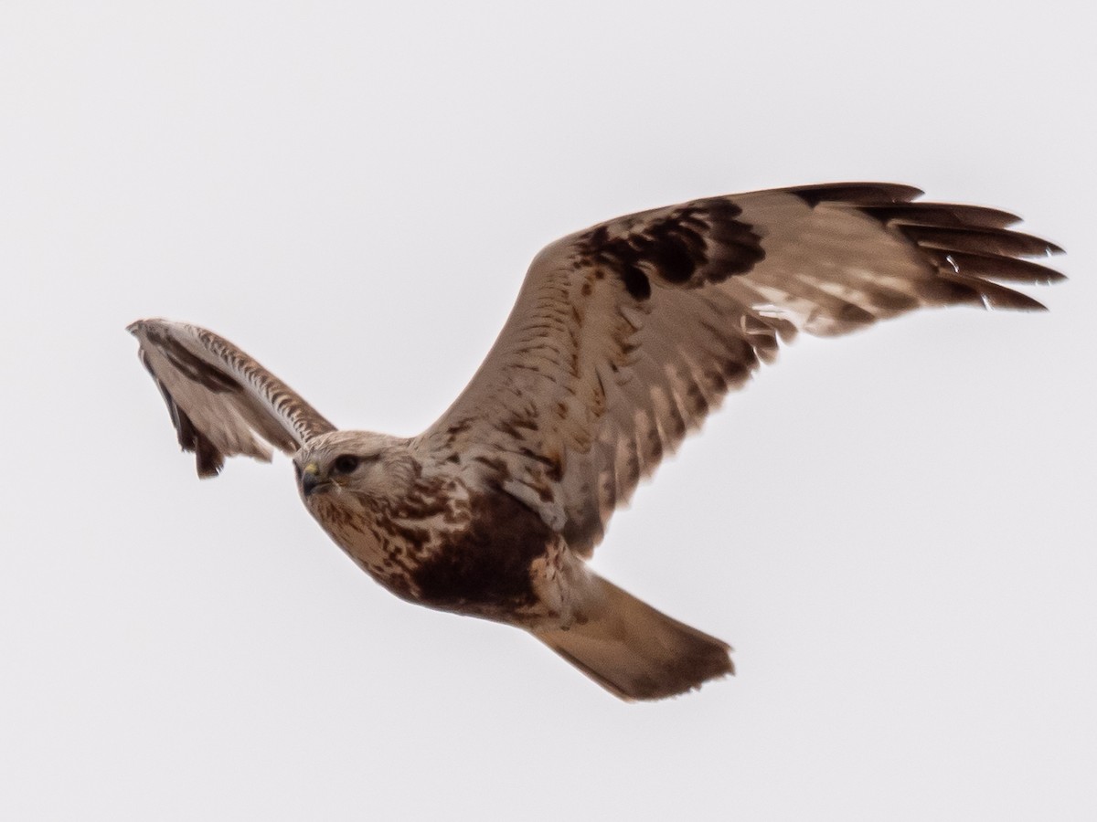 Rough-legged Hawk - ML616296614