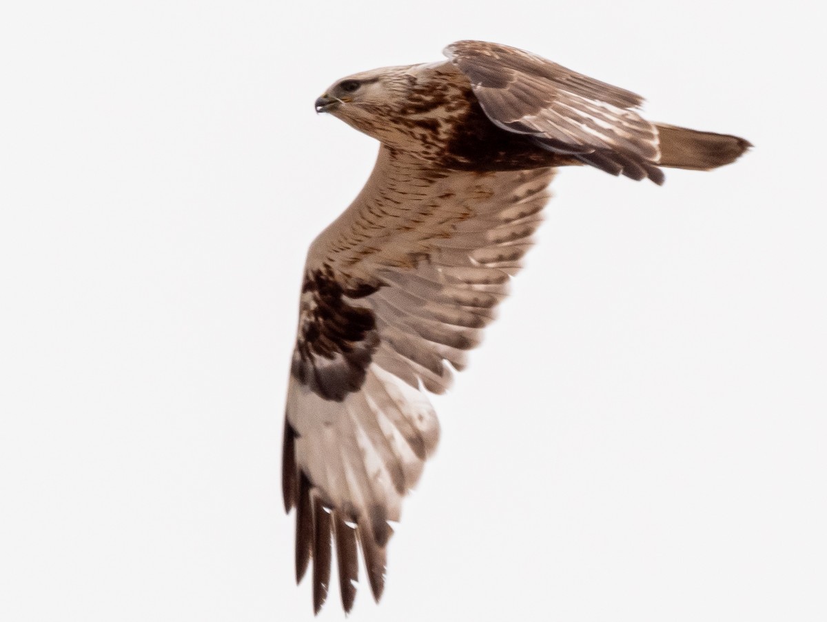 Rough-legged Hawk - ML616296615