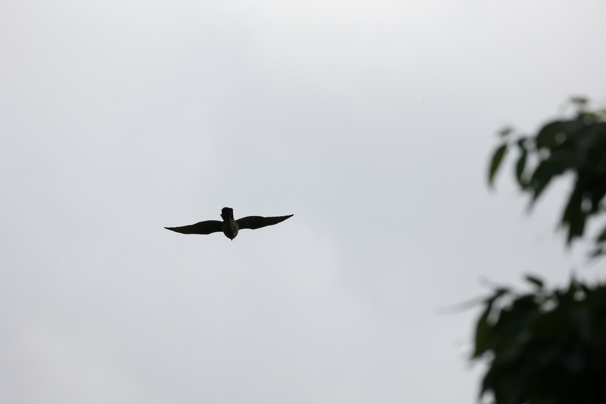 Brown Goshawk - ML616296627