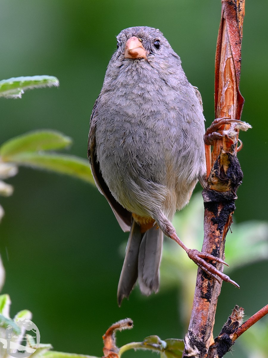 Plain-colored Seedeater - ML616296641