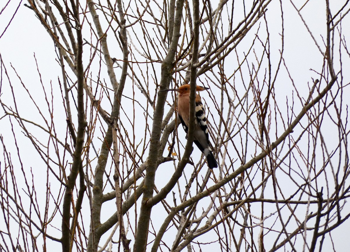 Eurasian Hoopoe - ML616296649