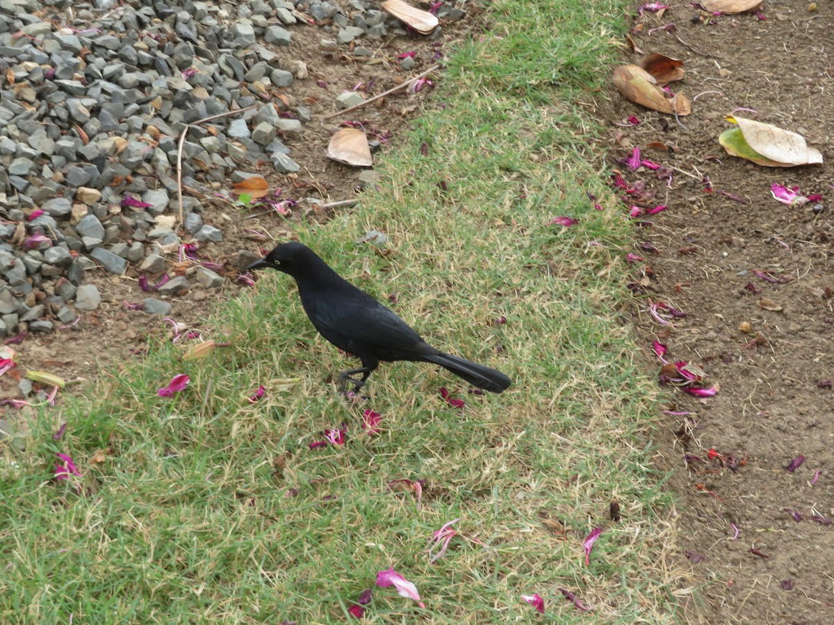 Greater Antillean Grackle - ML616296650