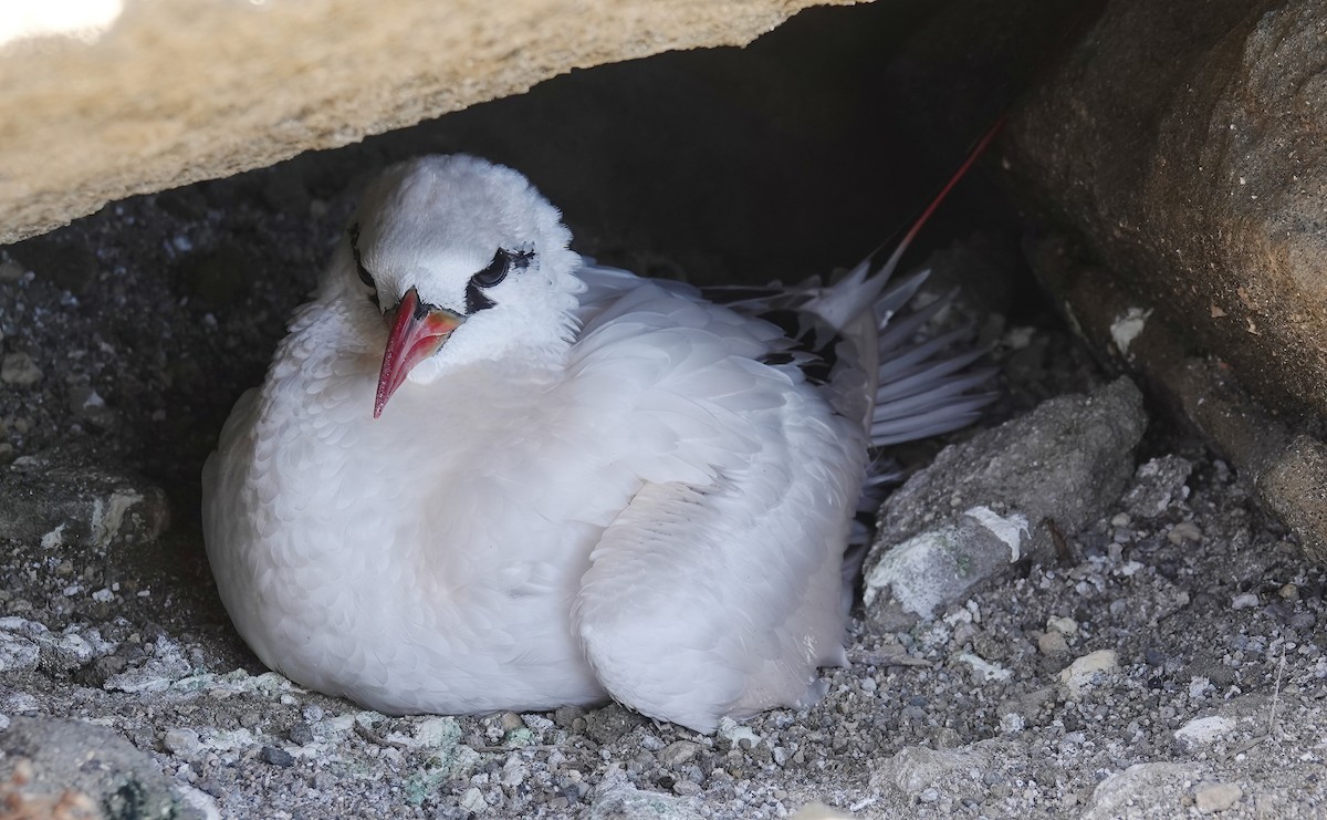 Red-tailed Tropicbird - ML616296658