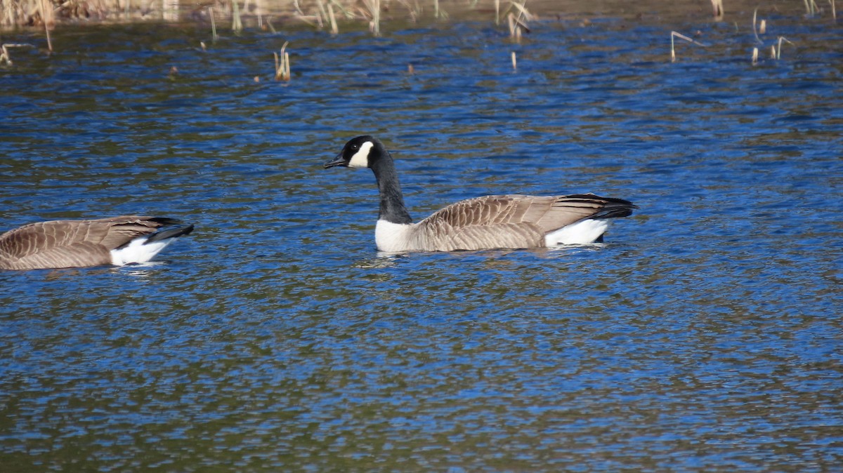 Canada Goose - ML616296659