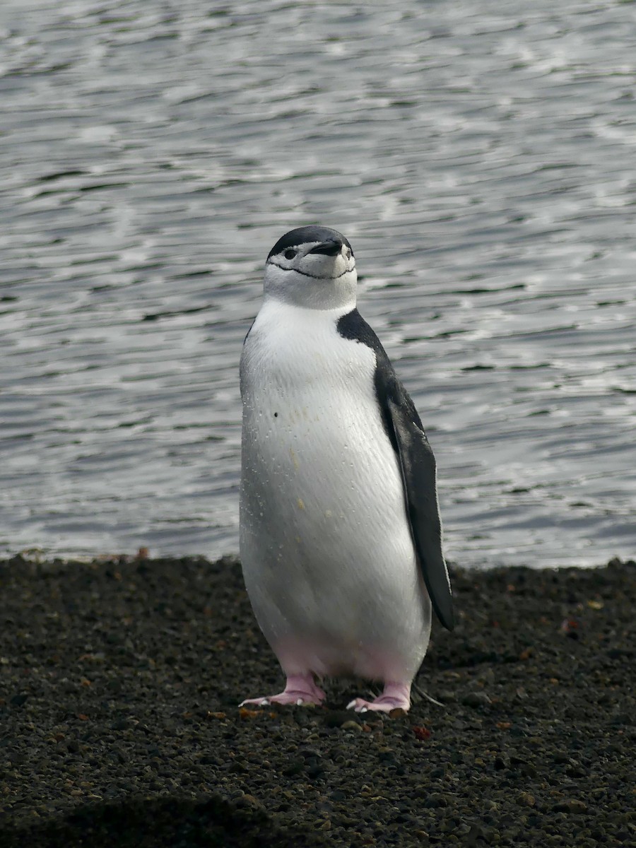 Kehlstreifpinguin - ML616296668