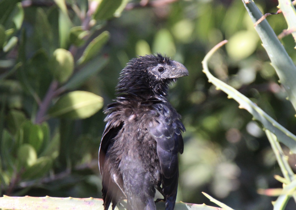 Groove-billed Ani - ML616296721