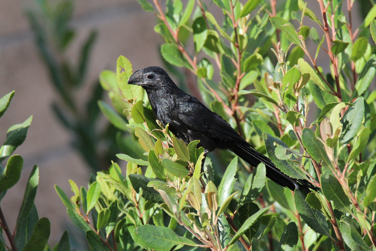 Groove-billed Ani - ML616296722