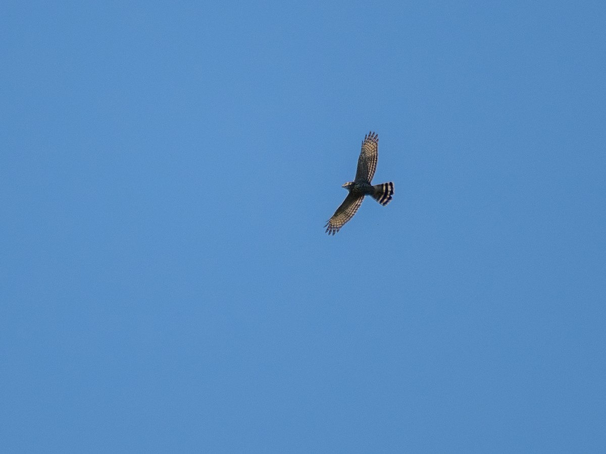 Roadside Hawk - ML616296725